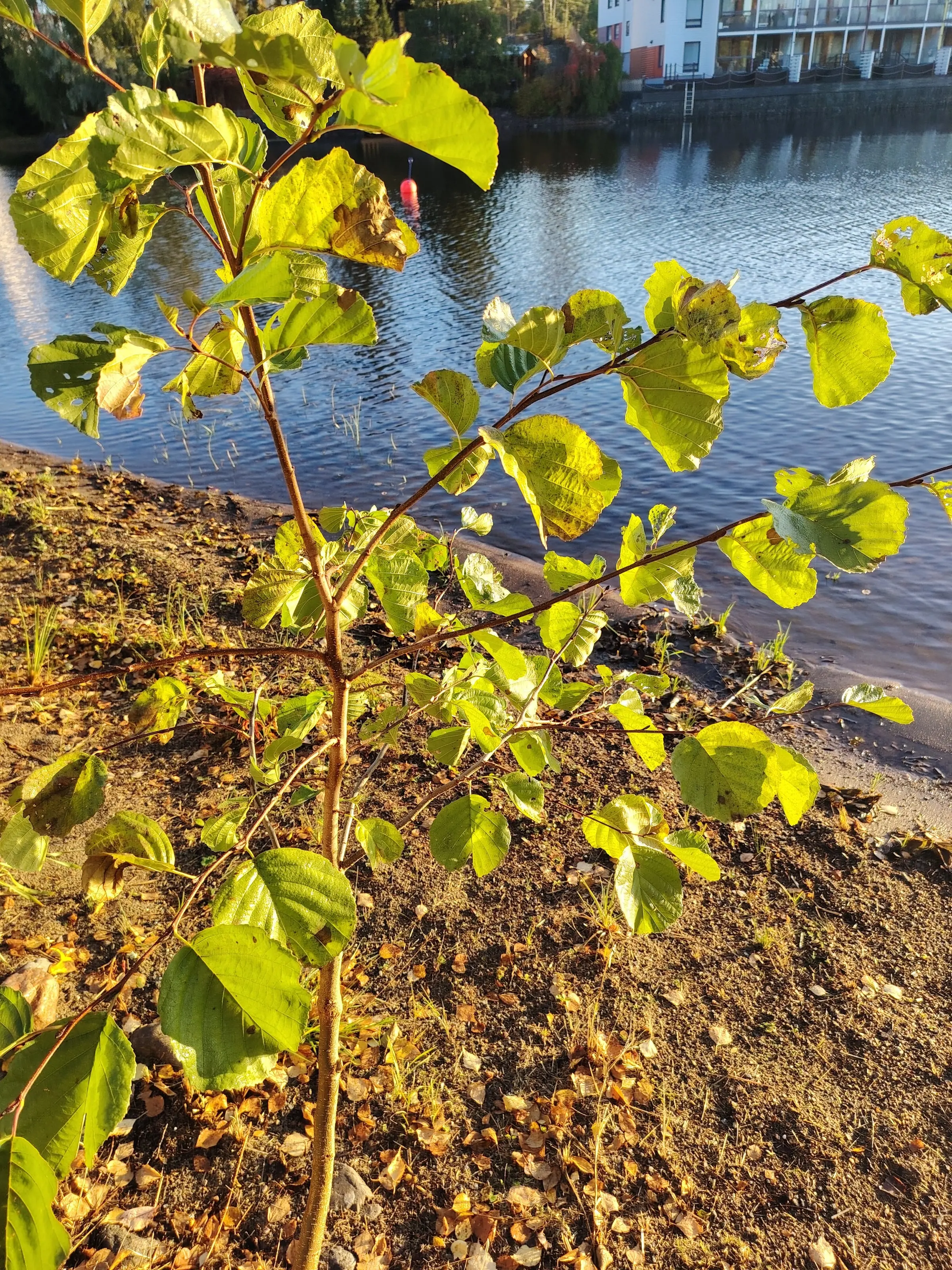 Sunlit leaves of a young tree on the shore, with the lake and a block of flats behind.