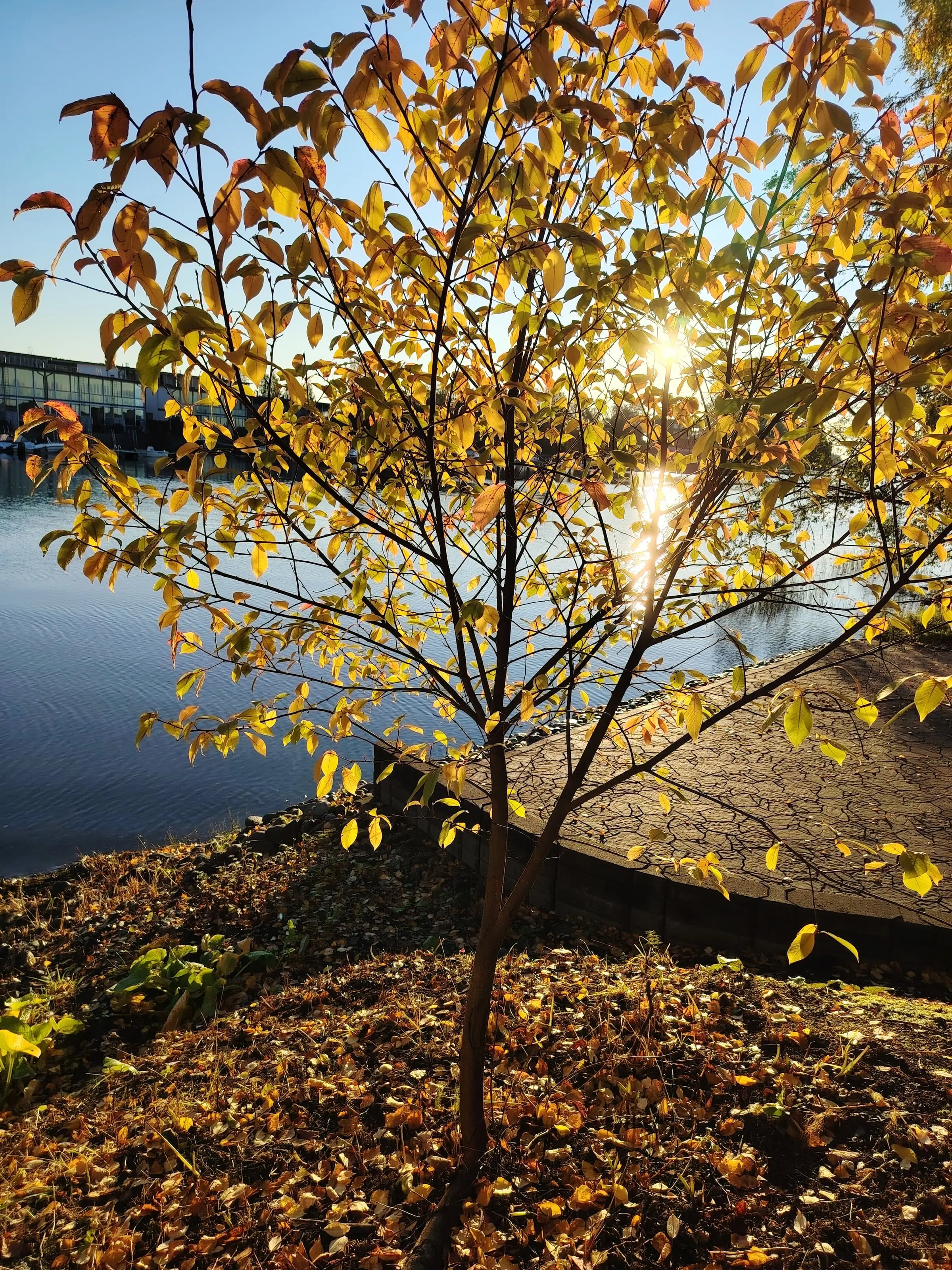 A young tree in golden autumn leaves, backlit by the morning sun at the lakeside.